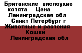 Британские  вислоухие  котята  › Цена ­ 7 000 - Ленинградская обл., Санкт-Петербург г. Животные и растения » Кошки   . Ленинградская обл.